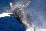 Humpback whale breaching