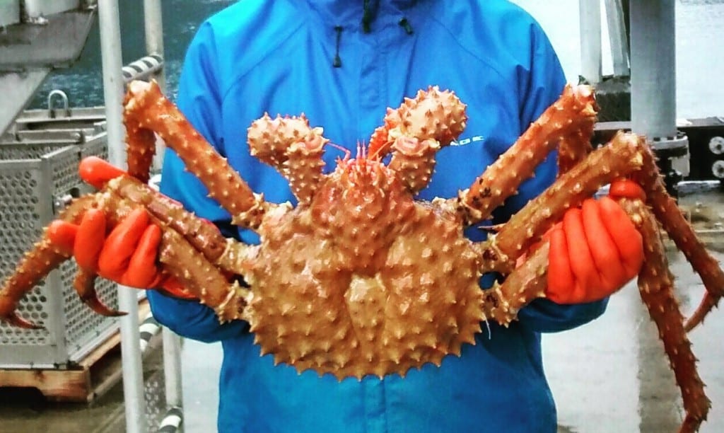 Alaska Tanner Crab
