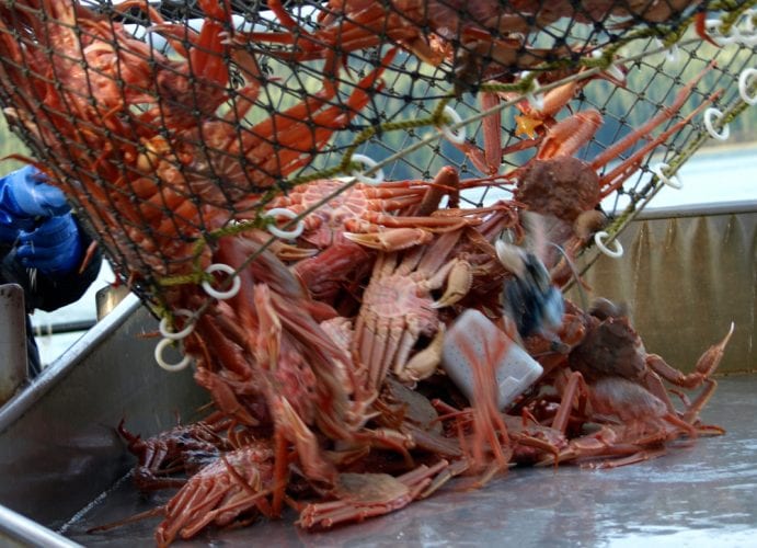 Fish for crabs responsibly this summer! - AFN Fishing & Outdoors