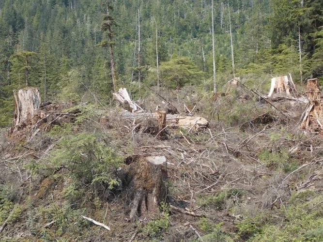 Assembly sends another letter for Tongass timber sale information - KFSK