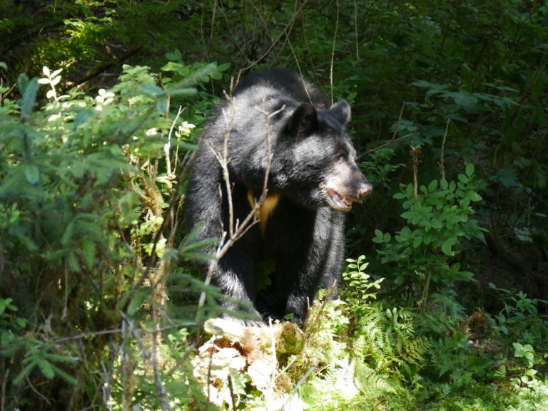 Spring bear hunt closure only for non-residents - KFSK