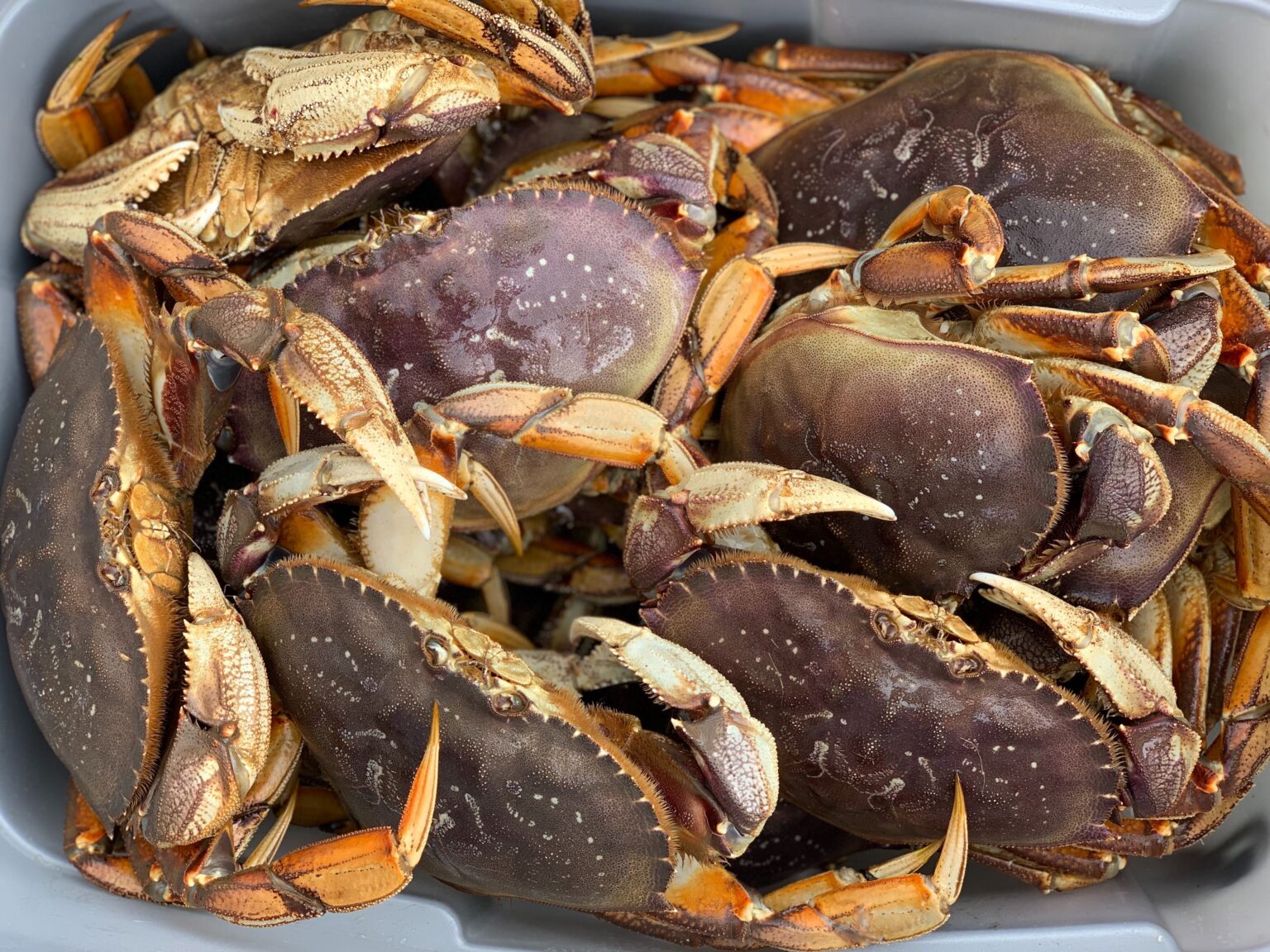 Southeast's commercial Dungeness crab summer season the 2nd highest on
