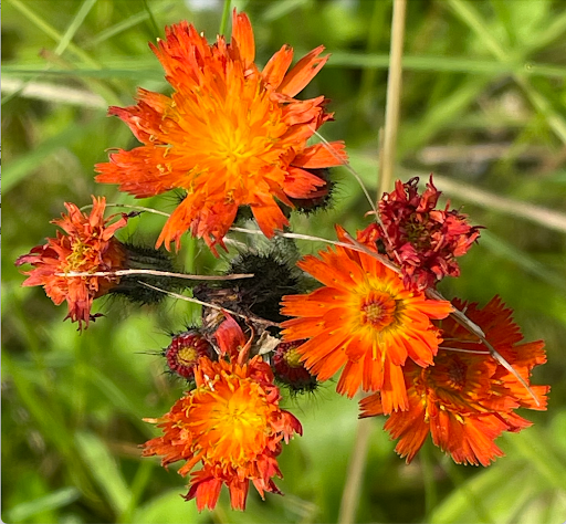 A Beautiful Menace: Invasive Orange Hawkweed Spreads Through Southeast ...