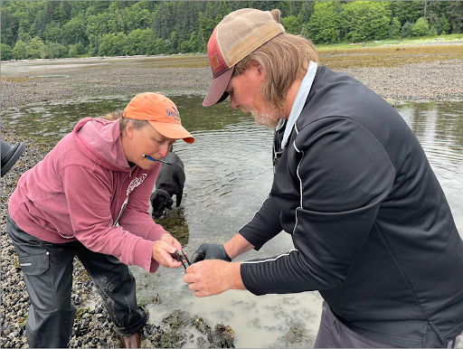 Petersburg mobilizes against invasive green crabs on Alaska’s coast